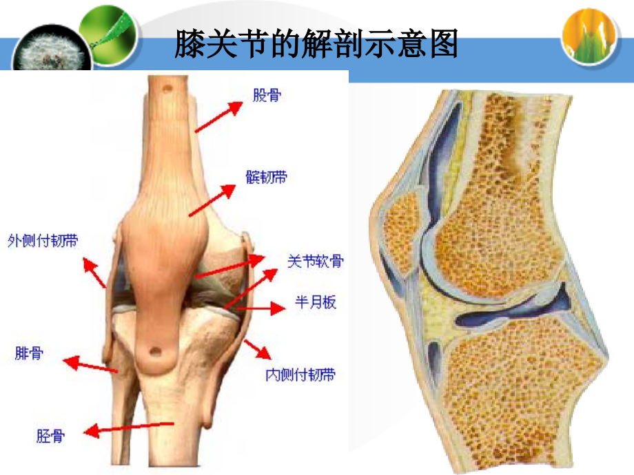 最新人工膝关节置换术_第4页