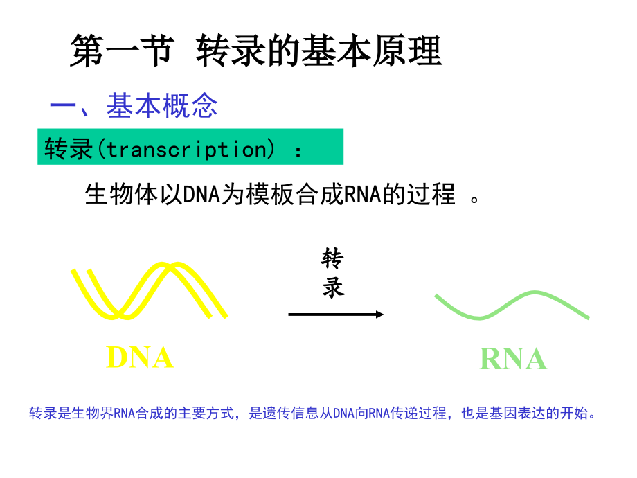 现代分子生物学生物信息的传递(上)-复制_第4页