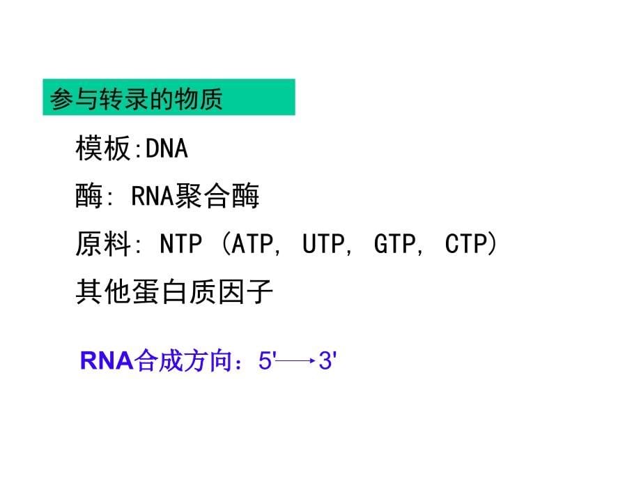 现代分子生物学生物信息的传递(上)-复制_第5页