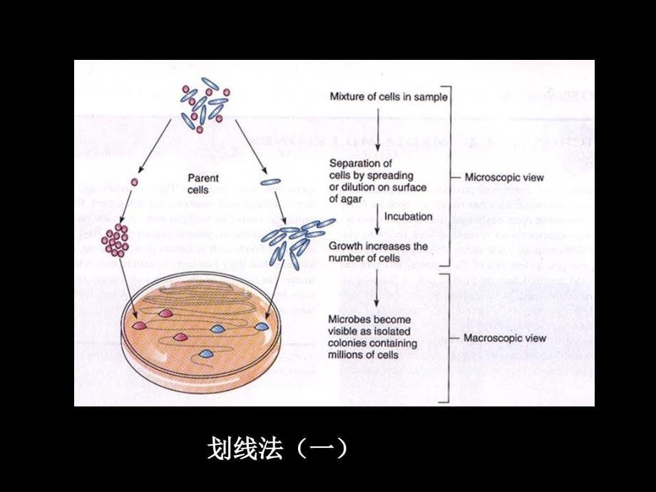 第7章微生物的生长_第5页