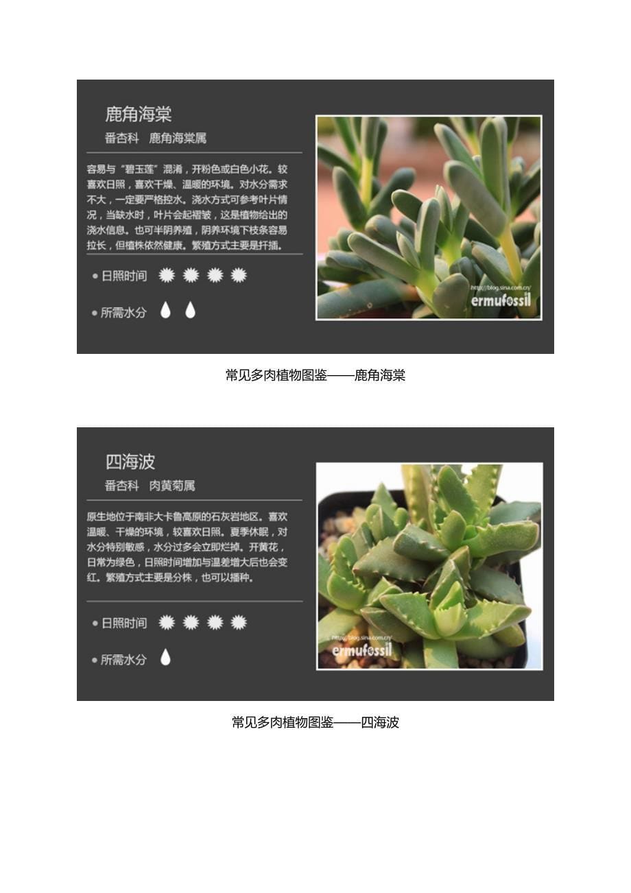 常见多肉植物图鉴——番杏科_第5页