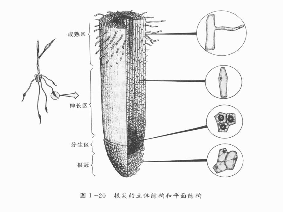 第二三节细胞的分化、癌变和衰老、凋亡_第3页