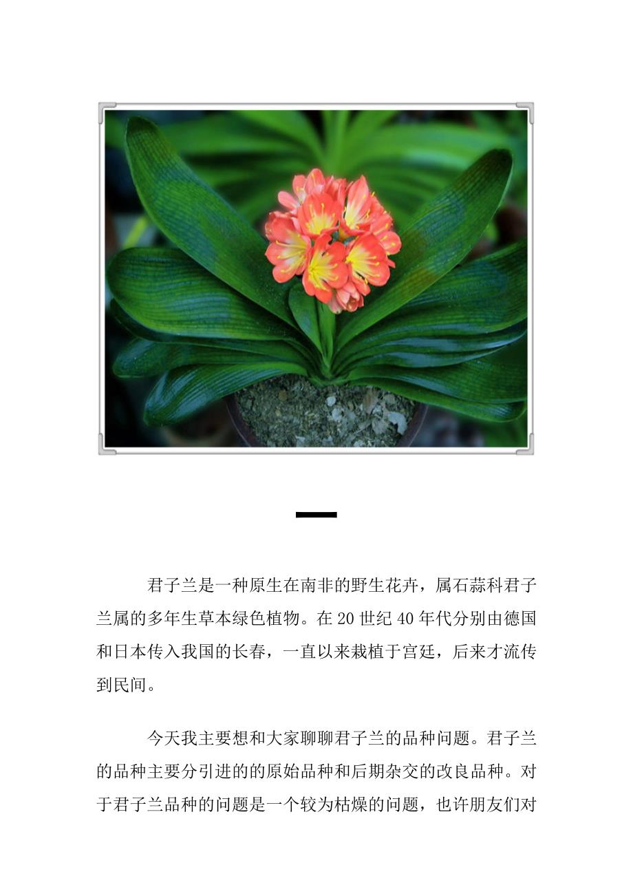 君子兰名贵品种大全(带图片)_第1页