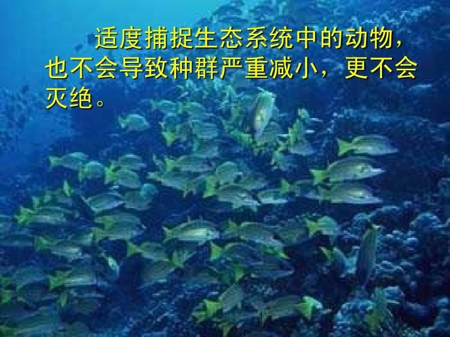 2013年高考生物查漏补缺复习精品课件：生态系统的稳定性(7)(人教版必修3)_第5页