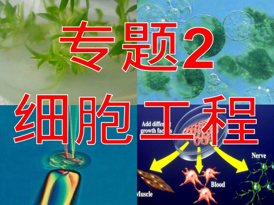 《植物细胞工程的基本技术》课件3(新人教版选修3)_第1页