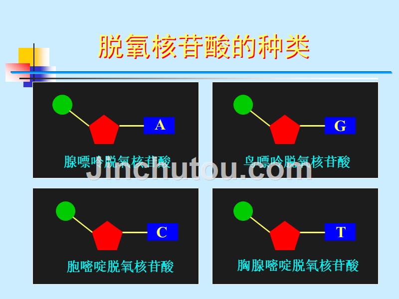 人教版教学课件2&#183;3&#183;2DNA分子的结构1_第4页