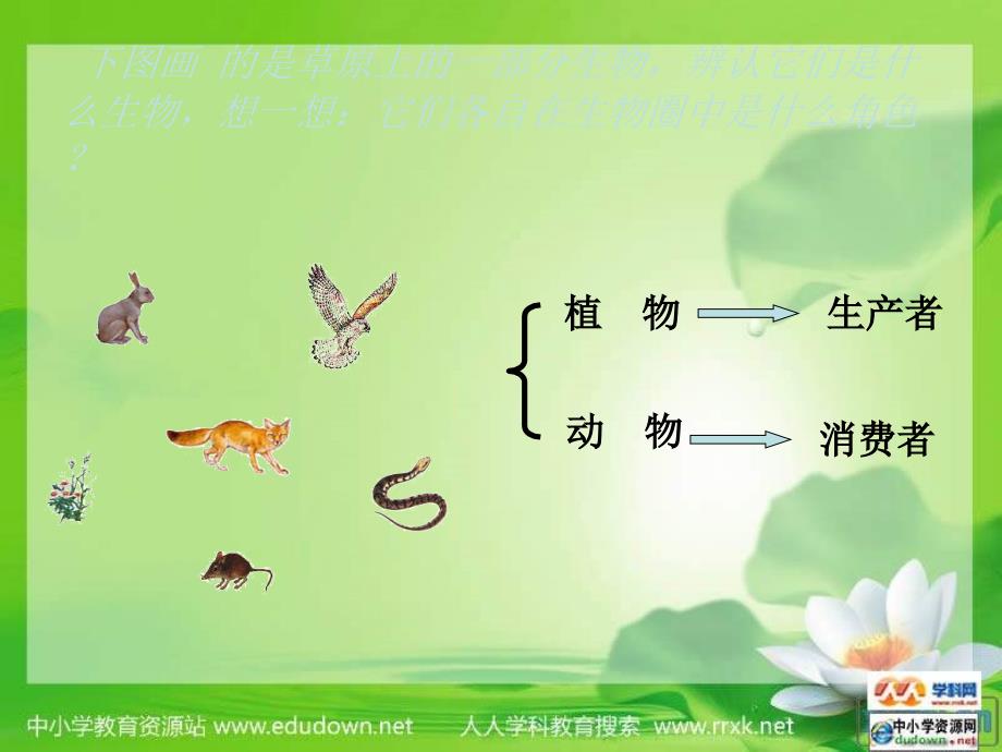 北师大版生物八上第十七《章 生物圈中的动物》_第4页