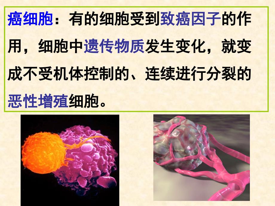 【生物】细胞的癌变 课件2(人教版必修1)_第2页