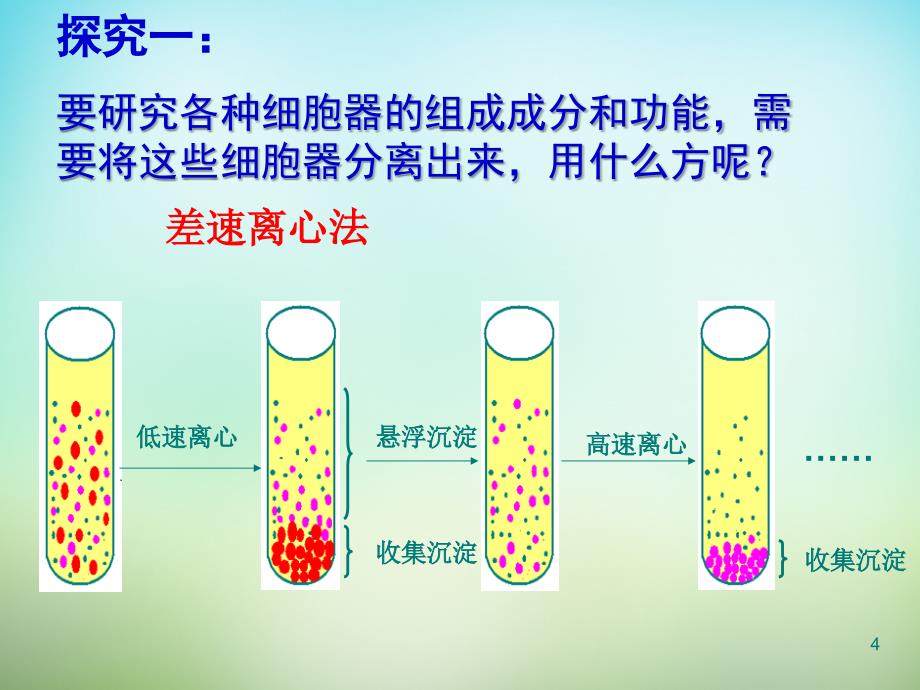 【人教版】高中生物必修一：3.2《细胞器系统内的分工合作》ppt课件_第4页