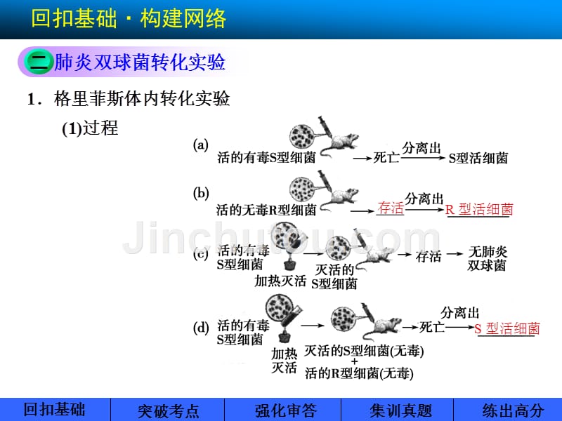 高考生物(北师大版)一轮复习第四单元人类探究遗传物质的历程与DNA贮存遗传信息_第4页