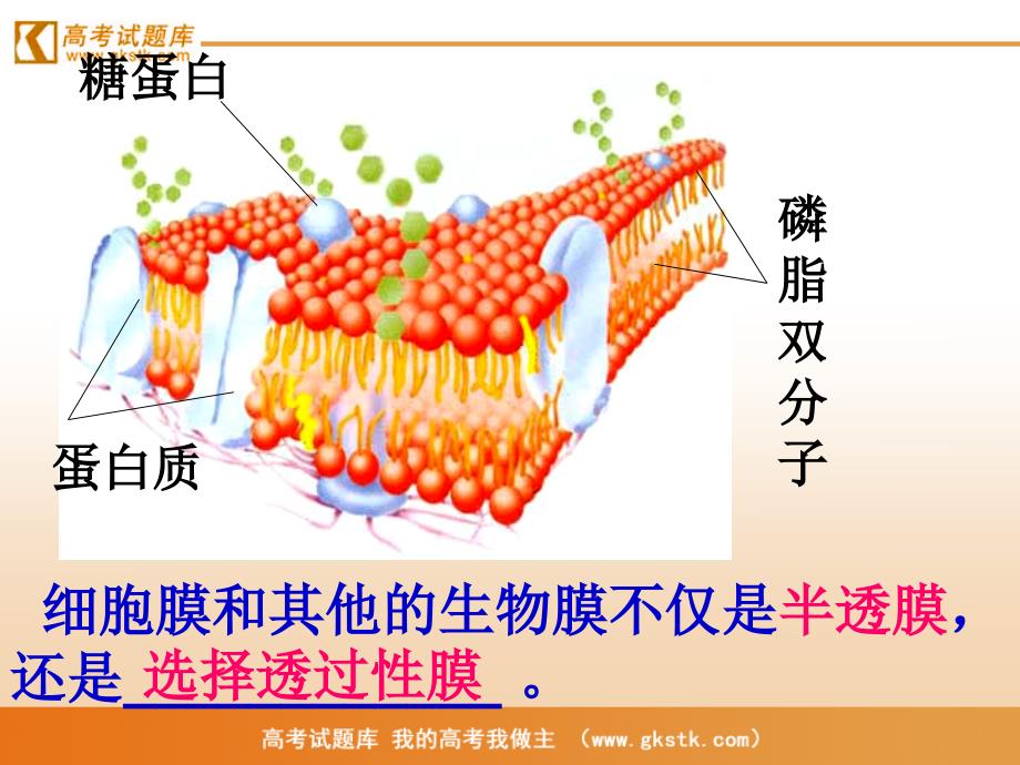 《物质跨膜运输的方式》课件2(新人教版必修1)_第2页