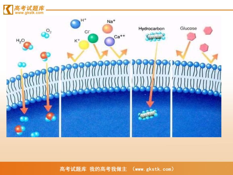 《物质跨膜运输的方式》课件2(新人教版必修1)_第3页