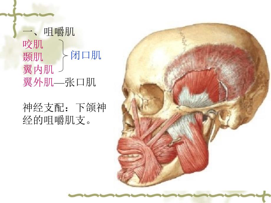 面部深层解剖【人体解剖】_第2页