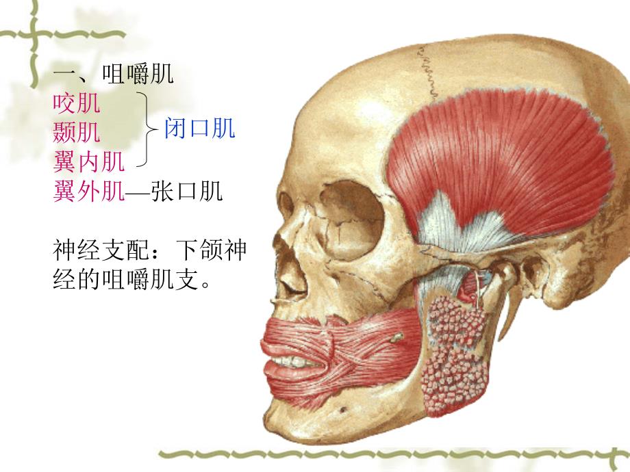 面部深层解剖【人体解剖】_第3页