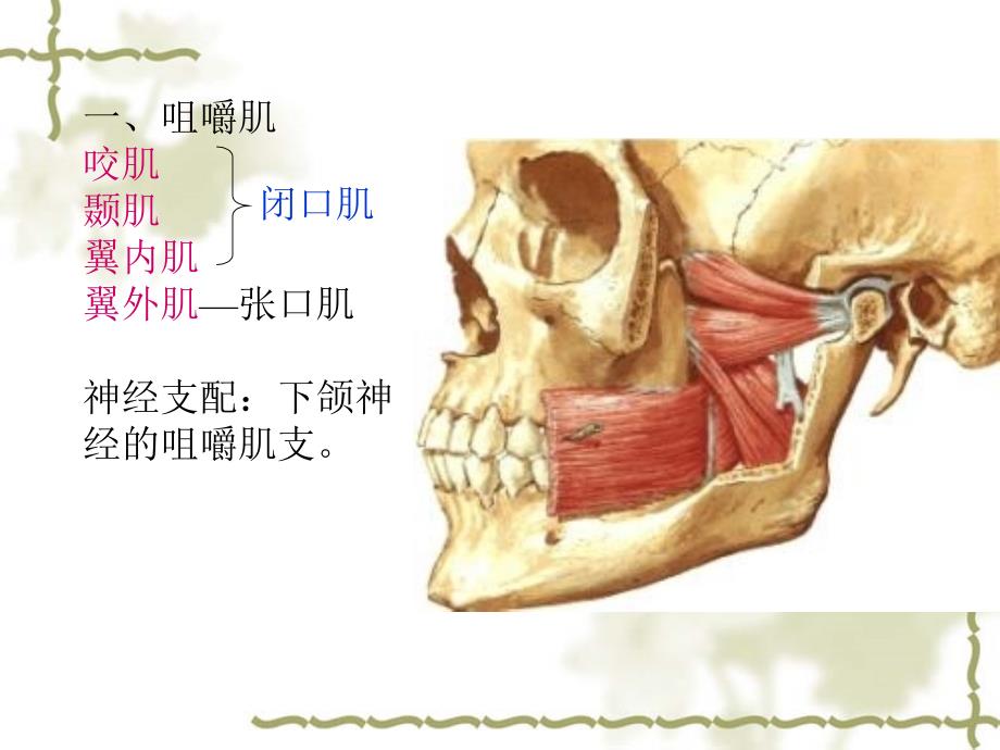 面部深层解剖【人体解剖】_第4页