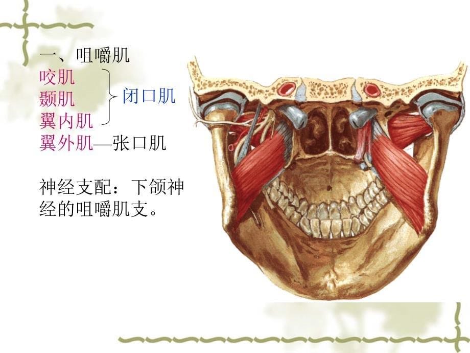 面部深层解剖【人体解剖】_第5页