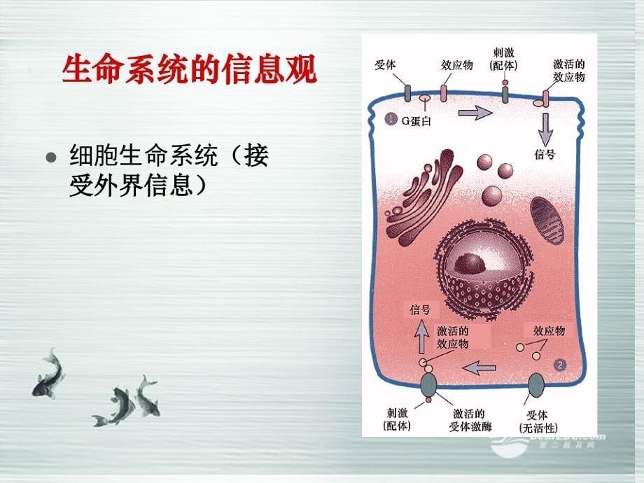 2013-2014学年高中生物 5.4生态系统中的信息传递2课件 新人教版必修3_第5页