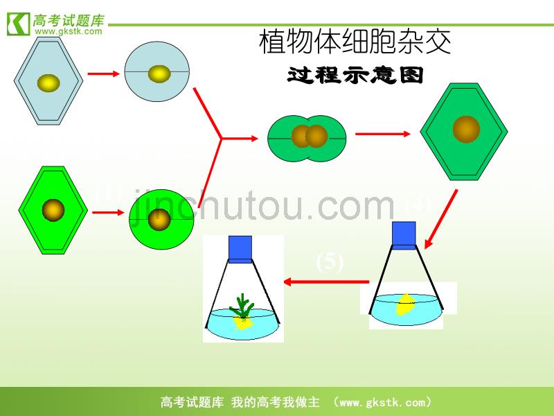 《动物细胞融合与单克隆抗体》课件7(新人教版必修3)_第1页