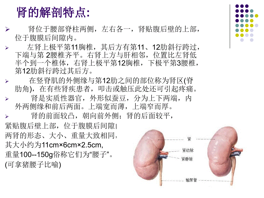 肾的生理位置及功能_第3页