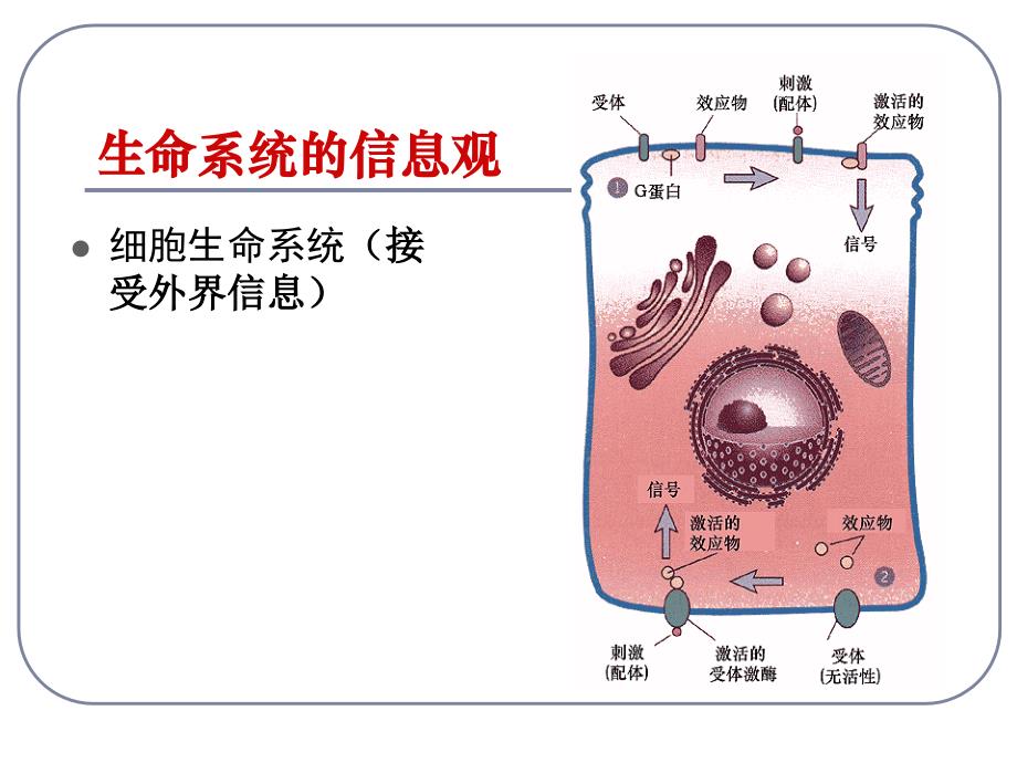 2013年最新高中生物精品教学课件：生态系统的信息传递(3)(人教版必修3)_第3页