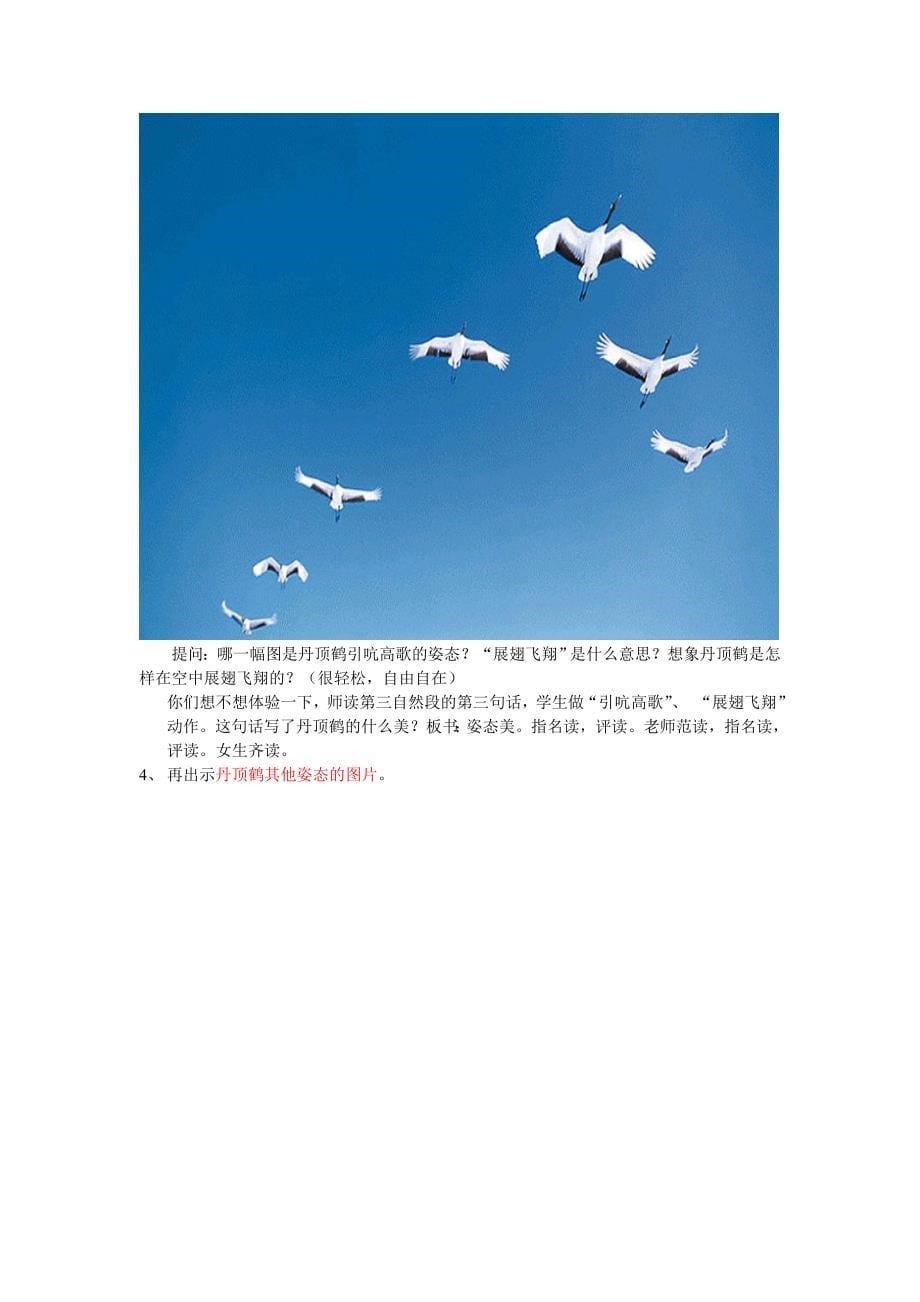陈小燕美丽的丹顶鹤教案 (2)_第5页