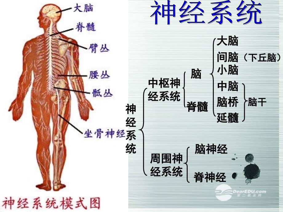 2013-2014学年高中生物 2.1神经调节课件 新人教版必修3_第1页