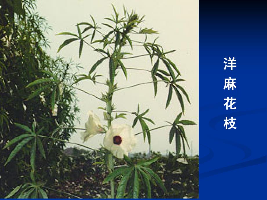 被子植物分科2.1_第4页