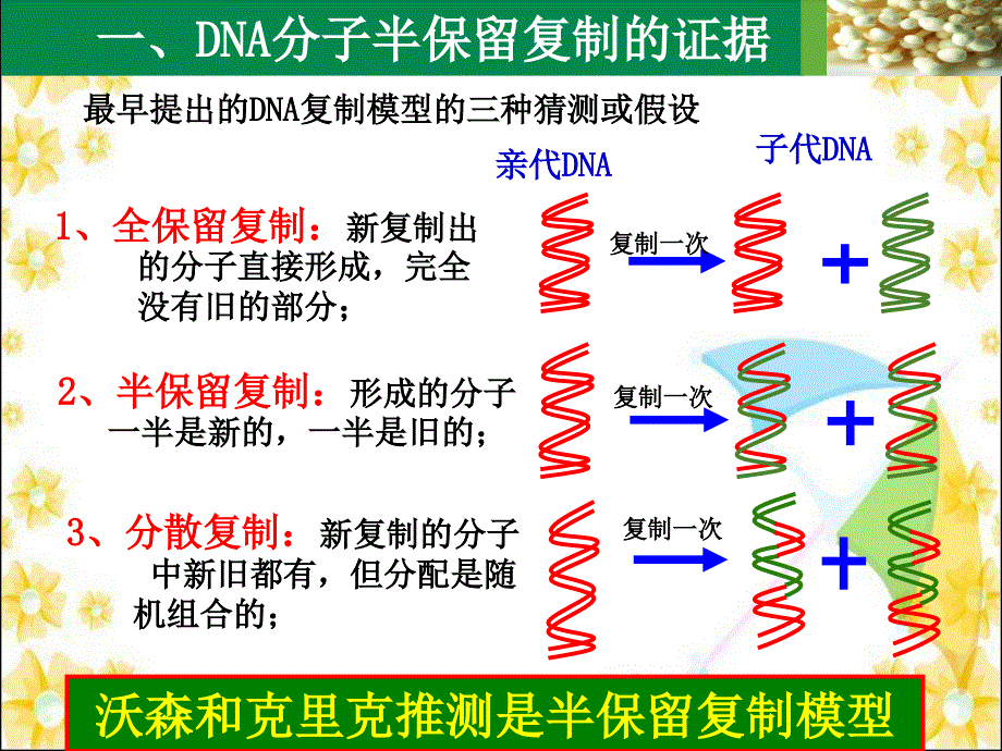 北师大版生物必修二遗传信息的复制_第3页