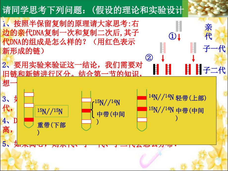 北师大版生物必修二遗传信息的复制_第4页