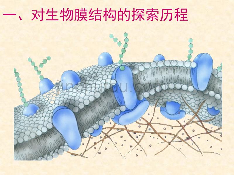 【生物】 生物膜的流动镶嵌模型 课件1(人教版必修1)_第3页