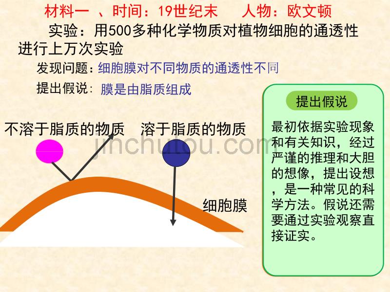 【生物】 生物膜的流动镶嵌模型 课件1(人教版必修1)_第4页