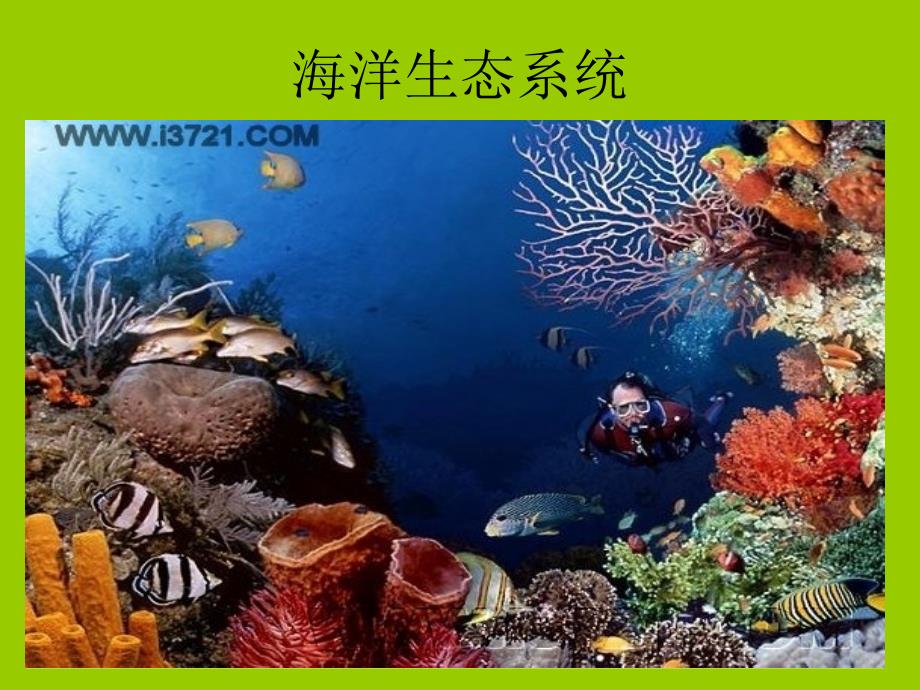 人教版教学课件生态系统的结构(新授课课件)_第4页