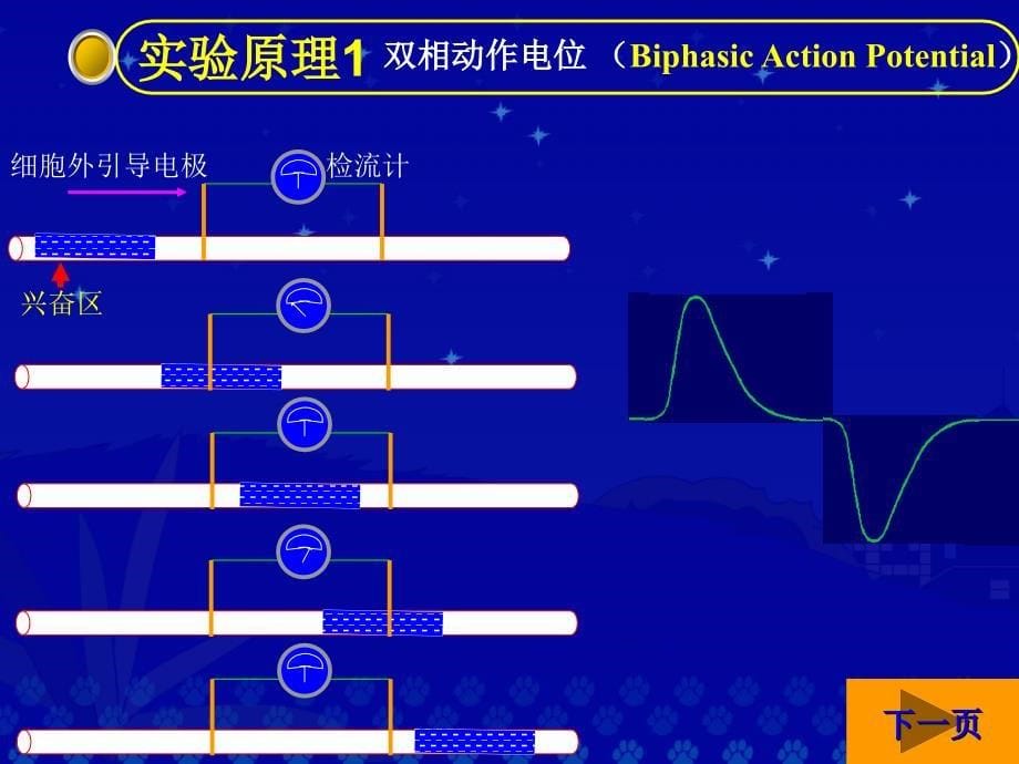 机能实验-神经干复合动作电位及其传导速度和兴奋不应期的测定-_第5页