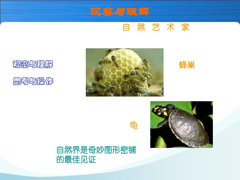 【初中小学必备资料】人教版数学小学五年级上册第六单元铺一铺ppt_第3页