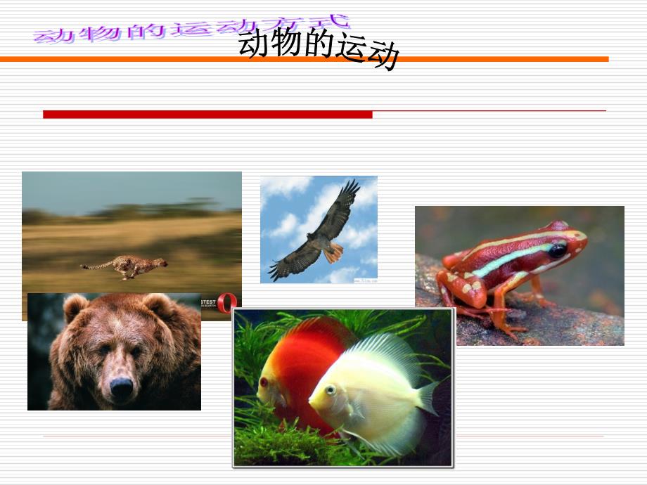 青岛版六年级科学上册13课动物的运动_第2页