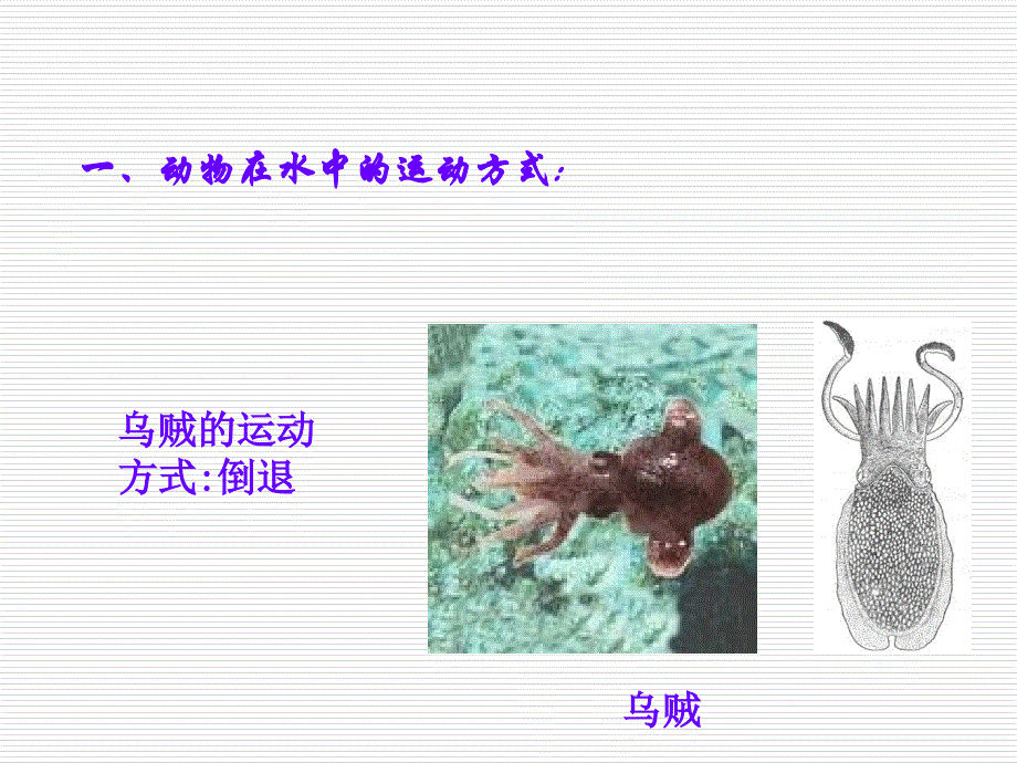 青岛版六年级科学上册13课动物的运动_第4页