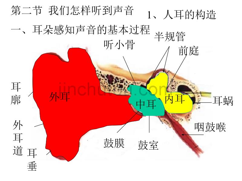 人教版新课标八年级上册第一章 声现象 第二节  我们怎样听到声音_第4页