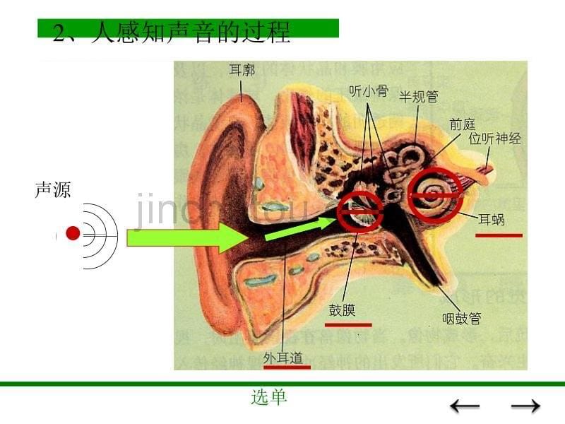 人教版新课标八年级上册第一章 声现象 第二节  我们怎样听到声音_第5页