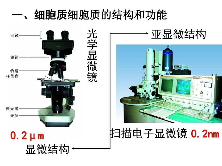 人教版教学课件细胞器——系统内的分工合作 课件_第5页