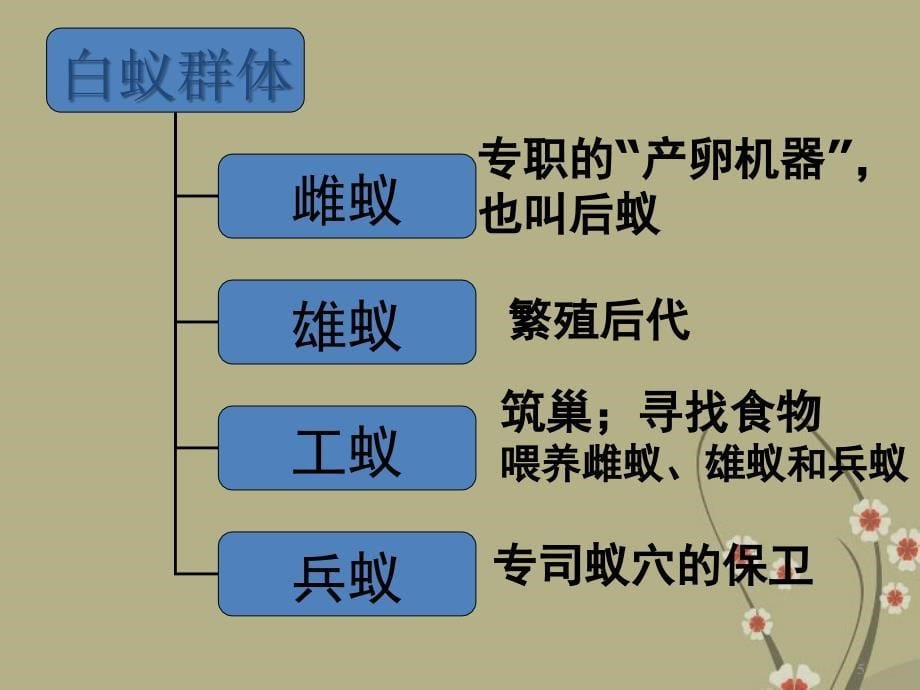 八年级生物上册 第五单元 第二章《动物的运动和行为》第三节《社会行为》课件 新人教版_第5页