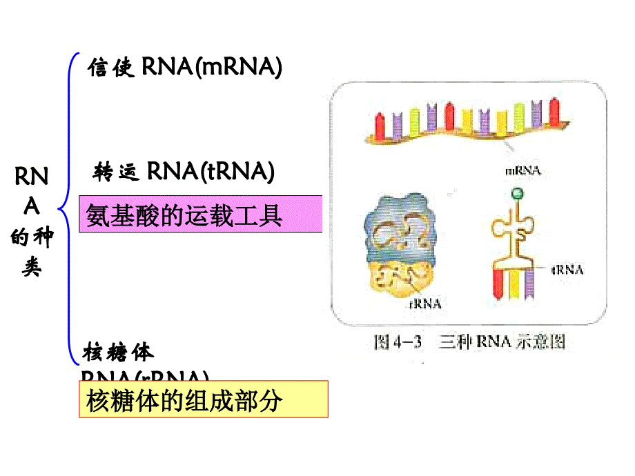 人教版教学课件沈敏《基因控制蛋白质的合成》1_第4页