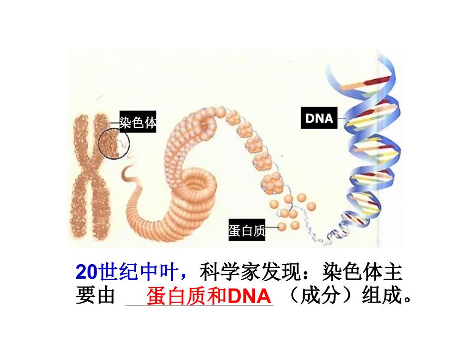 DNA是主要的遗传物质_第4页