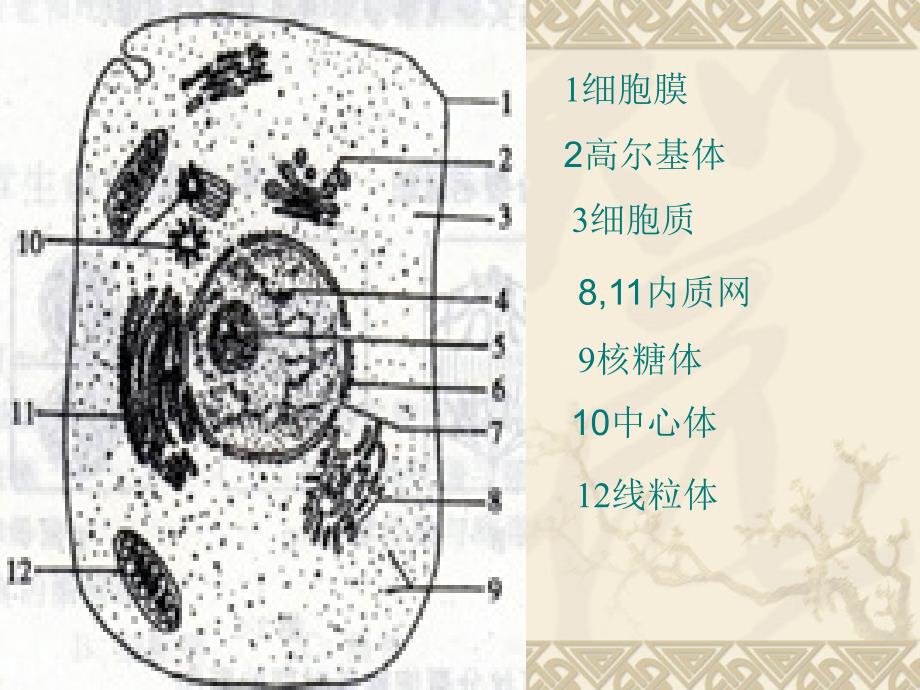 人教版教学课件江苏省连云港市田家炳中学高一生物《细胞核和生物膜》课件_第4页