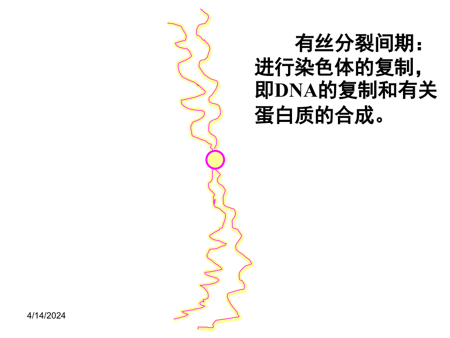 人教版教学课件深圳市明德外语实验学校总复习课件 有丝分裂vs减数分裂_第2页