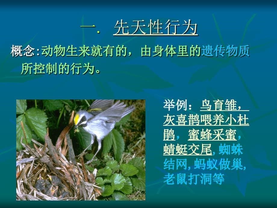 人教版八年级生物上册第二章第二节先天性行为和学习行为ppt课件_第5页