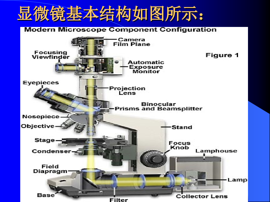 显微镜的基本结构_第2页