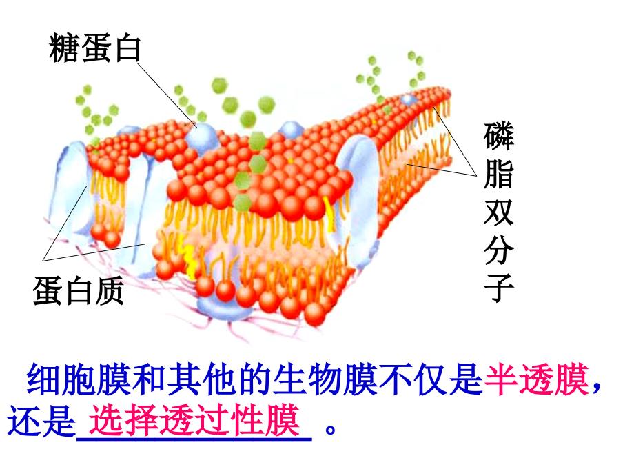 人教必修一物质跨膜运输的方式_第2页