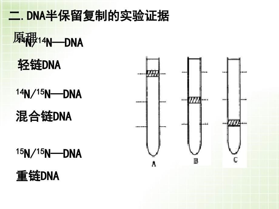 人教版教学课件DNA的复制课件 人教版_第5页