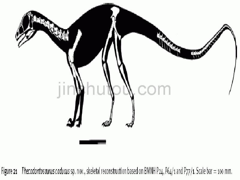 人教版初中一年级语文21课《化石吟》 PPT_第4页