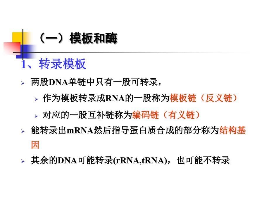 BiochemistryBRNA的生物合成和加工_第5页